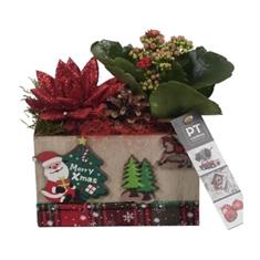 Christmas Red Plant in Wooden Pot - Available from Thursday 18 Dec 
