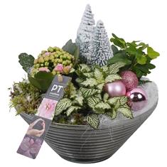 Pink Xmas Plant Arrangement - Available from Thursday 18 Dec 