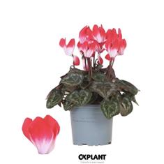 Cyclamen in pot -available from Thursday 18th Dec