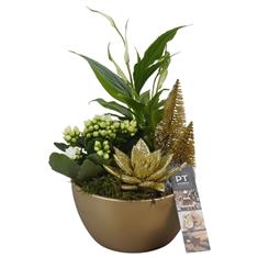 Gold Xmas Plant Arrangement - Available from Thursday 18 Dec 